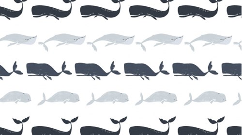 Whale Species in White