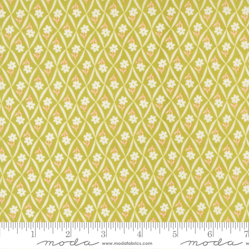 Climbing Daisy - Green Apple