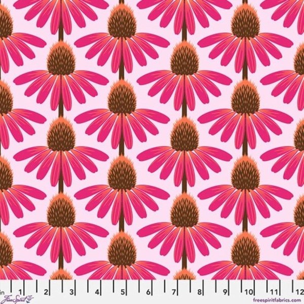 Echinacea - Maraschino