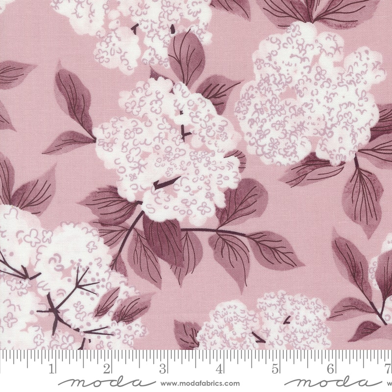 Elderberry Blossoms