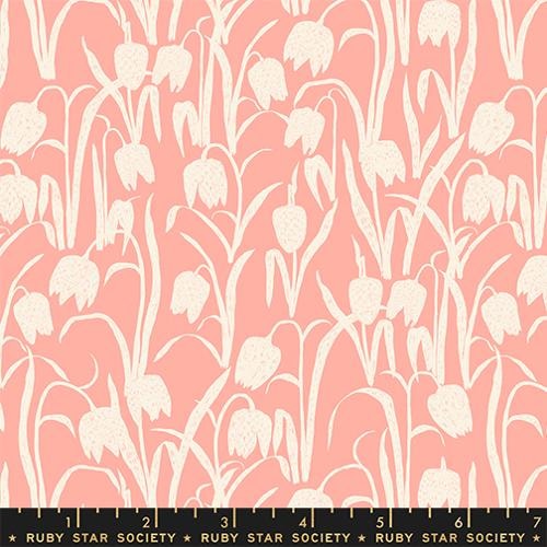 Fritillaria - Bashful