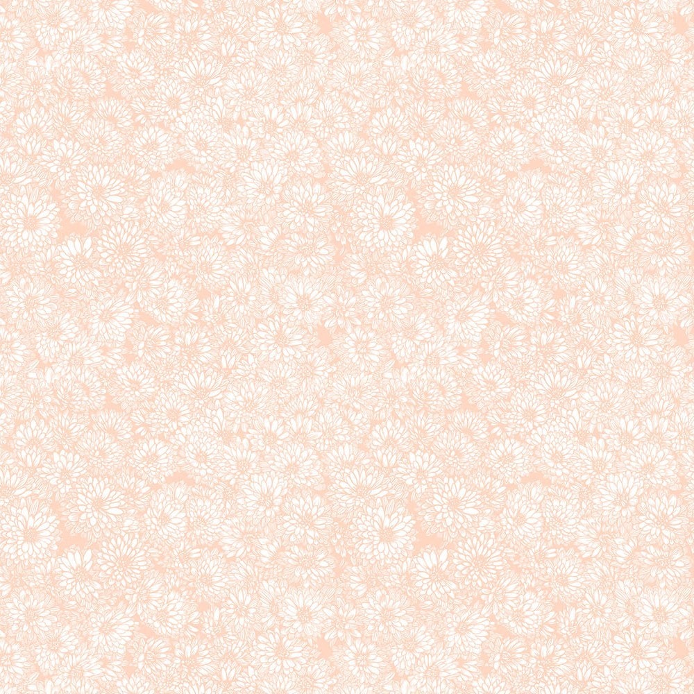 Mums - Creamsicle